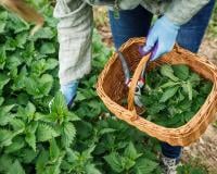 Cette mauvaise herbe que l'on trouve dans tous les jardins fait des merveilles en cuisine !