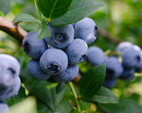 Oui, la myrtille est bonne pour la santé… mais pas n’importe laquelle