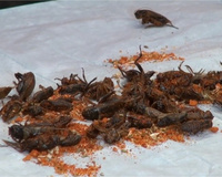 Grillons aux épices cajun