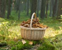 10 trucs (à manger ou pas) qu'on peut cueillir en forêt