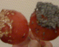 Tomates cerise d'amour