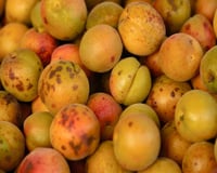 Couper la partie pourrie d’un fruit ou d’un légume pour le consommer quand même : “Je vous invite à arrêter” avertit ce médecin