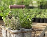 Des herbes fraîches toute l'année à la maison !