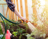 Voici pourquoi arroser ses plantes la nuit ou le soir n’est pas une si bonne idée