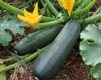 Vous voulez profiter de vos propres courgettes ? Selon ce jardinier, il est encore temps de les planter pour les récolter dès la fin de l’été !