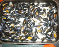 Recette charentaise : mouclade au curry