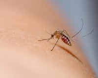 Moustiques : voici cet aliment insoupçonné de l'été qui les attire à coup sûr (et ce n'est pas le sucre)