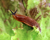 Limaces au jardin ? Ce simple objet du frigo pourrait vous aider à vous en débarrasser