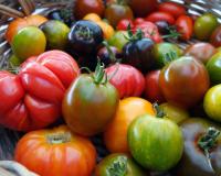 Quelles sont les différences entre les tomates rouges, noires et jaunes ?