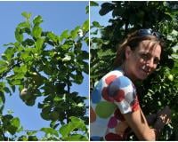 Fanny et Jean-Philippe Podevin, producteurs de pommes dans le Nord