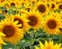 Ces produits vont être modifiés à cause de la pénurie d'huile de tournesol !