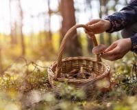 Comment savoir si mes champignons sont comestibles ?