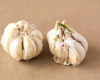 Gousse d’ail qui commence à germer : voici nos meilleures astuces pour la cuisiner !