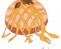 Flan spéculoos-chocolat-fruits secs