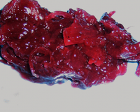 Comme promis, voici une recette bien sympathique d'une confiture d'oignons sucrée-salée au vin rouge pour accompagner le foie gras aux 4 épices et les tranches de pain…