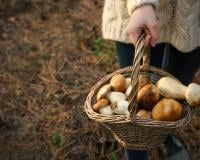 Champignons : le pharmacien est-il vraiment habilité à vérifier le fruit de nos cueillettes ?