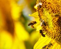 les fruits naturels bientôt en voie de disparition ?