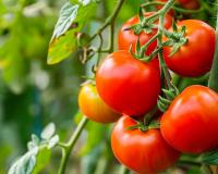 En utilisant cet ingrédient courant de la cuisine aux pieds de vos tomates, obtenez une récolte plus abondante !