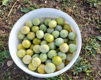 Confitures de prunes Reine-Claude