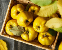 Vous ne savez pas comment préparer le coing ? Voici la bonne méthode pour le rendre délicieux