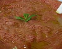 Une recette libanaise de tartare.