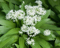 L’alerte est lancée : lors des cueillettes, ne confondez surtout pas l’ail des ours avec cette plante toxique