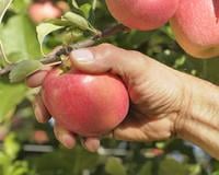 La Pink Lady®, du champ à l’assiette