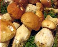Voici une bonne recette pour préparer les cèpes.