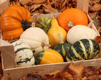 Comment reconnaître une courge bien mûre : les signes qui ne trompent pas