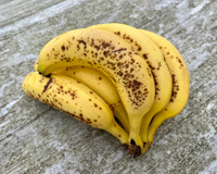 Les bananes restent fraîches pendant plusieurs semaines et ne brunissent pas si elles sont stockées ainsi