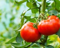 Cette astuce pour faire pousser vos tomates ultra rapidement va vous bluffer