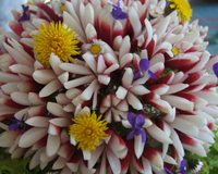 Bouquet croquant nature