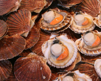 Comment réussir la cuisson des coquilles Saint-Jacques ?