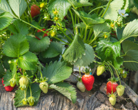 Vous ne devinerez jamais quel géant de l'électroménager se cache derrière cette production de fraises novatrice