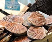 Une très bonne année pour les coquilles Saint-Jacques : va-t-on les payer moins cher ?