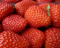 Fraises du Périgord