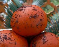 Moelleuses et parfumées, des briochettes oranges au coeur gourmand.
