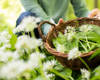 C'est le trésor culinaire du mois de mars : cette plante sauvage regorge de bienfaits