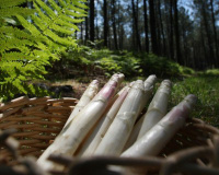 Asperge des sables des Landes
