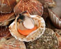 Le guide pour choisir et cuisiner les coquilles Saint-Jacques