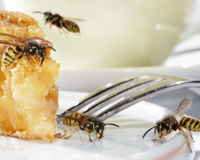 3 astuces simples et naturelles pour repousser les guêpes quand on est à table