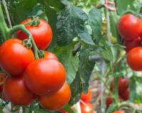 Voici pourquoi vous devriez mettre une tasse jaune aux pieds de vos tomates !