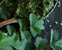Pesto poivré de pimprenelle au sésame