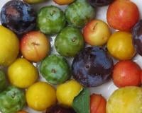 10 choses à savoir sur les prunes