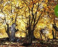 Cette semaine, on vous emmène en balade dans les bois