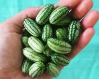 Cucamelon, mi pastèque mi concombre = le fruit le plus mignon du monde