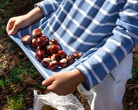 Ne ramassez jamais une châtaigne trouée en forêt : ce que cache ce petit détail va vous couper l'appétit