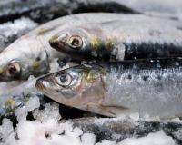 Rappel produit : ne consommez pas ces sardines, la date de péremption n’est pas la bonne !