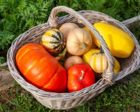 Courge, potimarron, citrouille : comment savoir quand ils sont mûrs ?