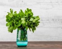 Comment bien conserver son bouquet de menthe ?